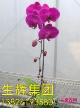 蝴蝶兰