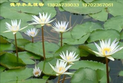 睡莲