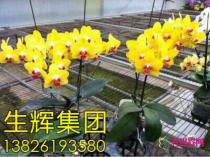 蝴蝶兰