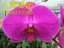 蝴蝶兰