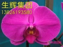 蝴蝶兰